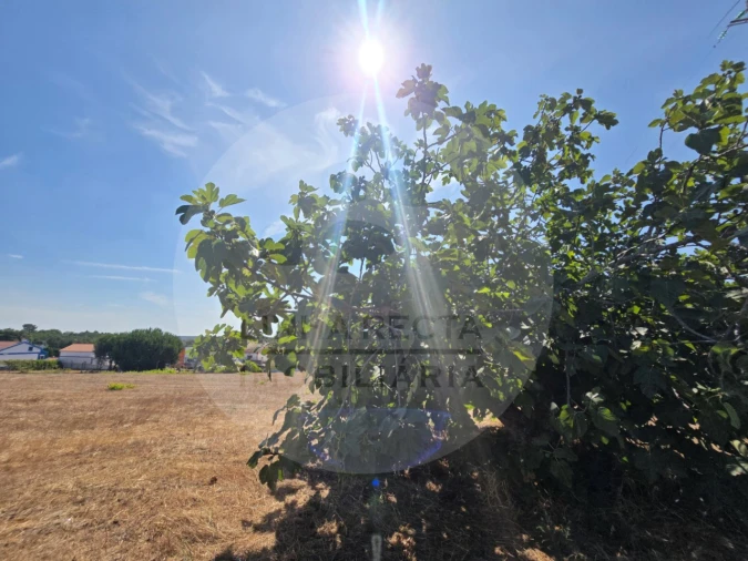 Terreno Agricola ou Rústico para Venda em Gambia-Pontes-Alto da Guerra Foto 13