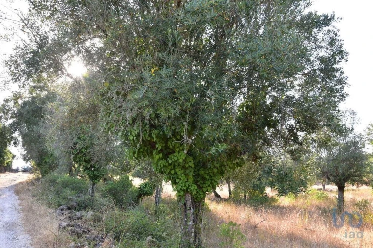 Terreno para Venda em Chãos Foto 10