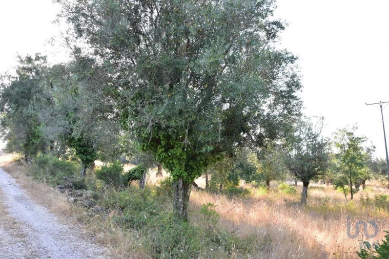 Terreno para Venda em Chãos Foto 11