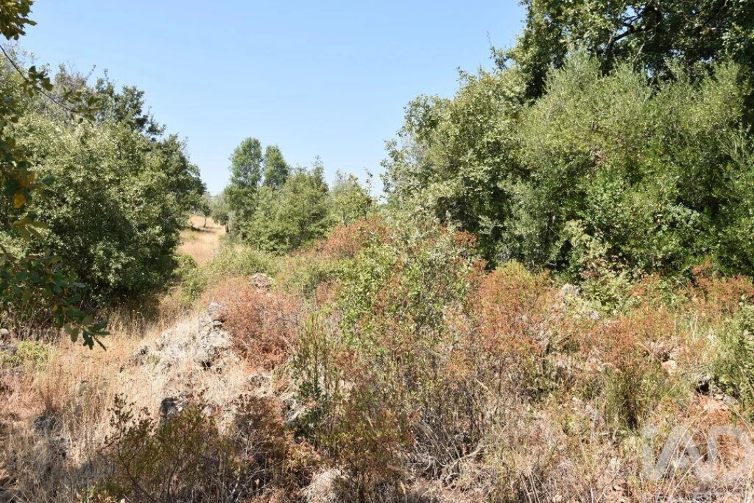 Terreno para Venda em Chãos Foto 26