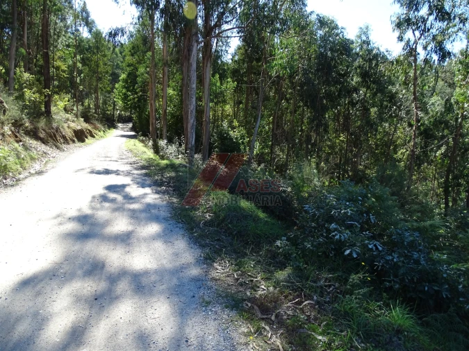 Terreno para Venda em Agrela e Serafão Foto 7