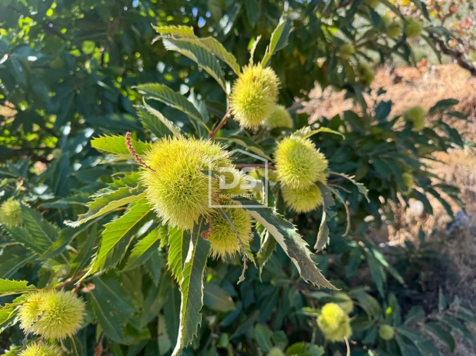 Quinta T0 para Venda em Vela Foto 10