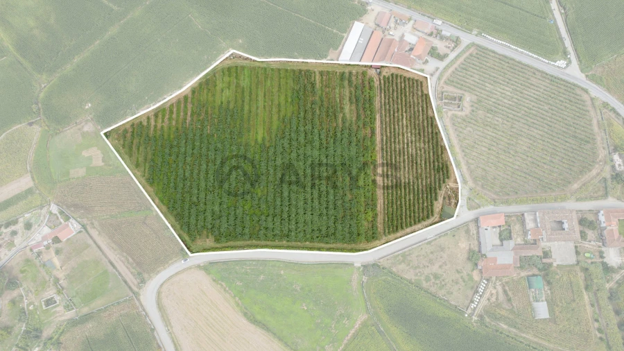 Terreno para Venda em Chorente, Góios, Courel, Pedra Furada e Gueral Foto 9