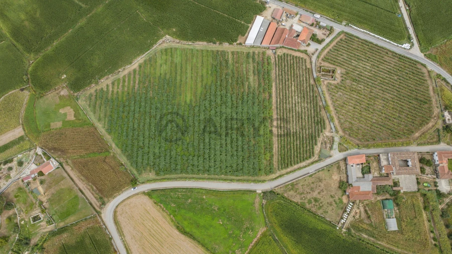 Terreno para Venda em Chorente, Góios, Courel, Pedra Furada e Gueral Foto 8