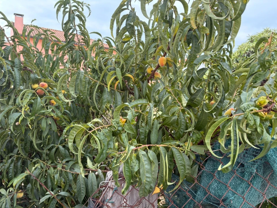 Terreno P/ Prédio para Venda em Quinta do Conde Foto 12