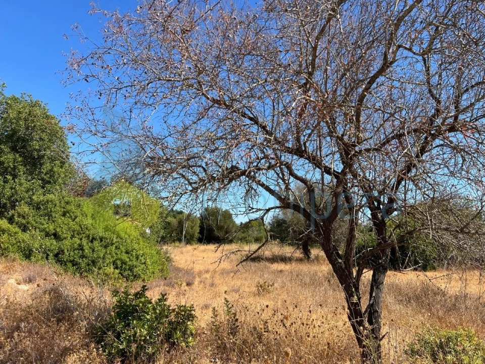 Terreno Agricola ou Rústico para Venda em Ferreiras Foto 12
