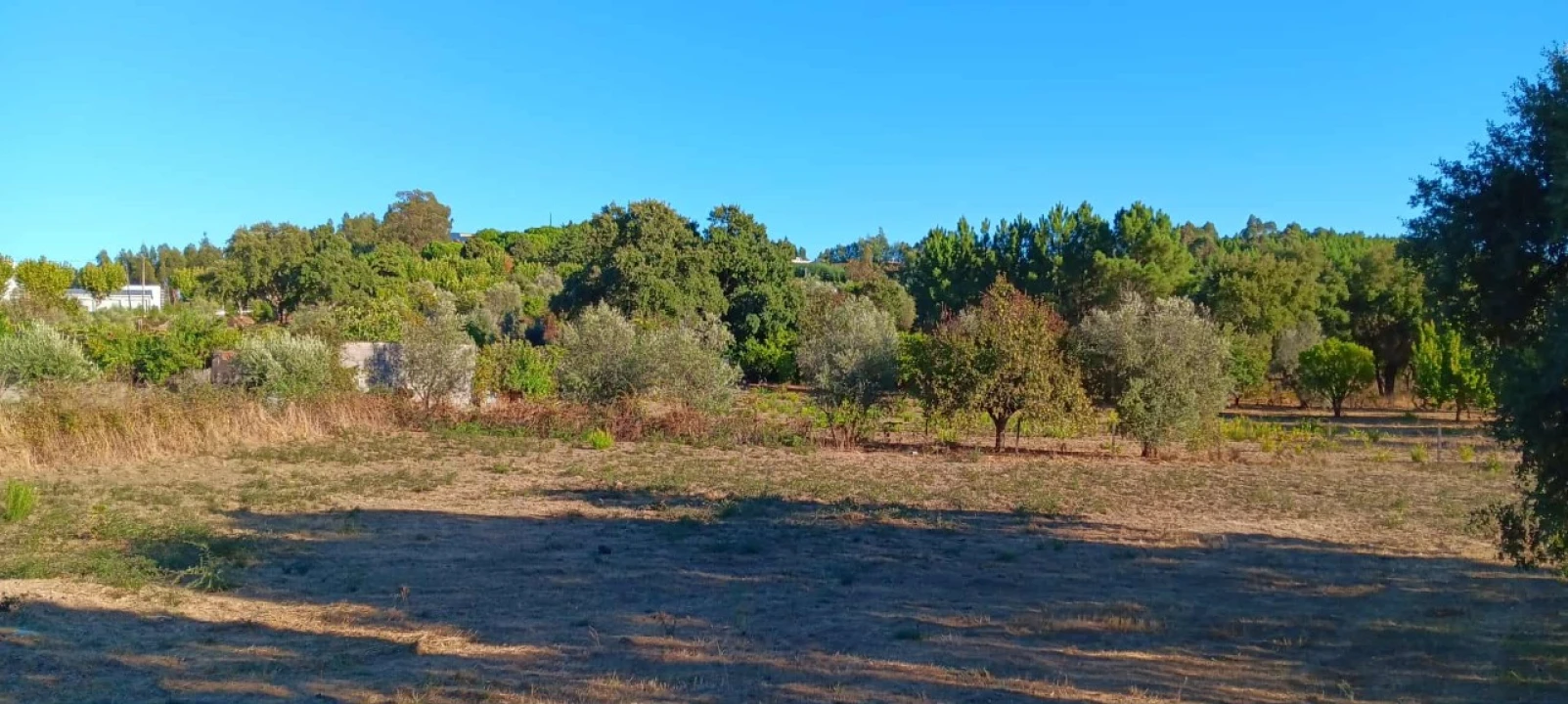 Terreno Agricola ou Rústico para Arrendamento em Mação, Penhascoso e Aboboreira Foto 4