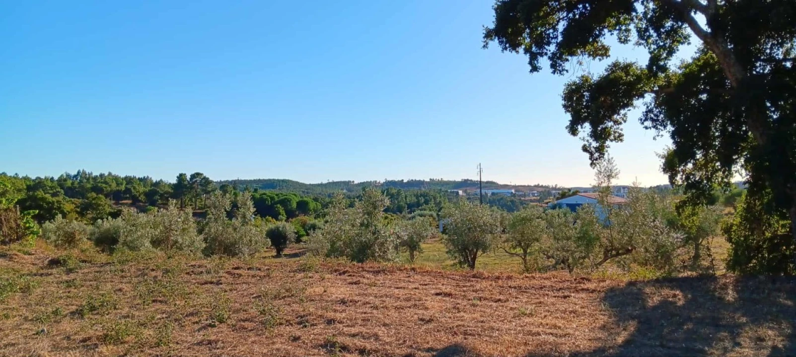 Terreno Agricola ou Rústico para Arrendamento em Mação, Penhascoso e Aboboreira Foto 6