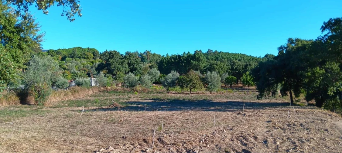Terreno Agricola ou Rústico para Arrendamento em Mação, Penhascoso e Aboboreira Foto 2