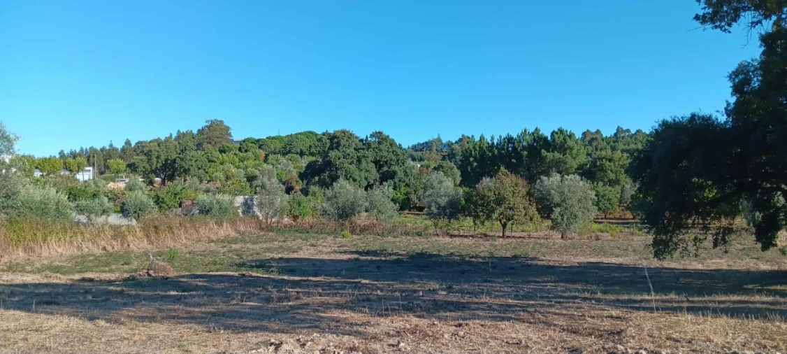 Terreno Agricola ou Rústico para Arrendamento em Mação, Penhascoso e Aboboreira Foto 3