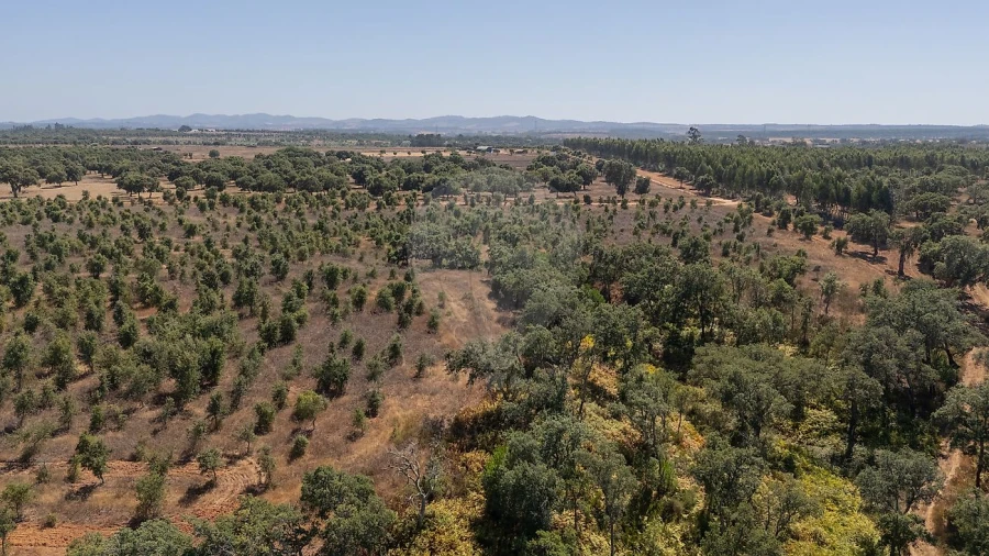 Terreno para Venda em São Domingos e Vale de Água Foto 13