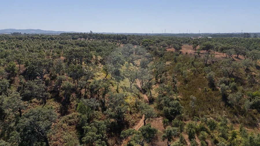 Terreno para Venda em São Domingos e Vale de Água Foto 12