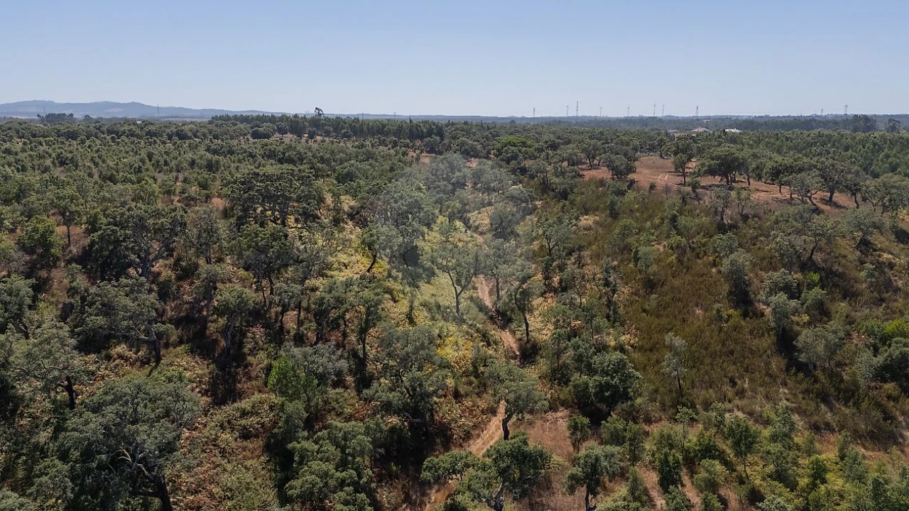 Terreno para Venda em São Domingos e Vale de Água Foto 12
