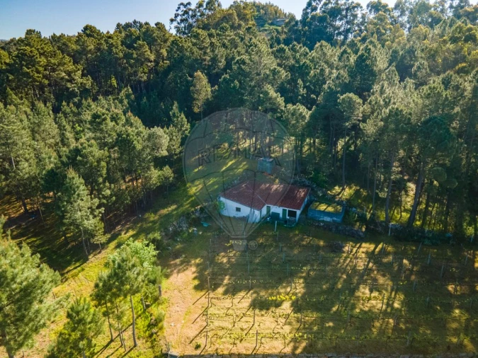 Terreno para Venda em São Cristovão de Nogueira Foto 6