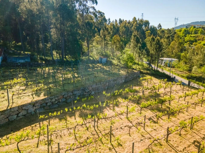 Terreno para Venda em São Cristovão de Nogueira Foto 11