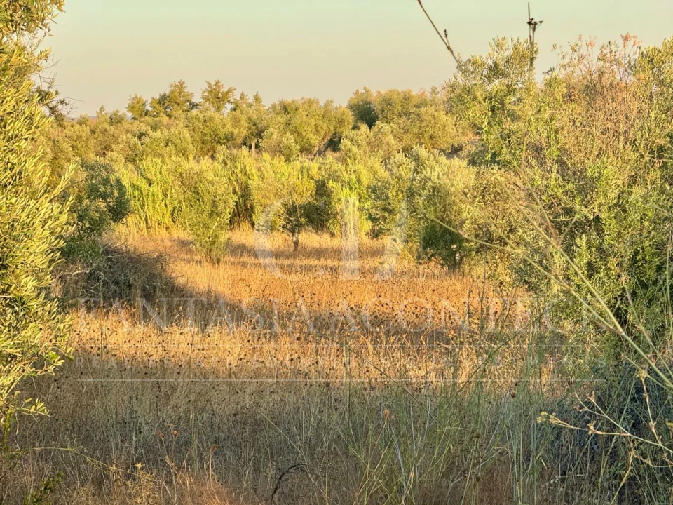 Terreno Misto para Venda em Casa Branca Foto 16