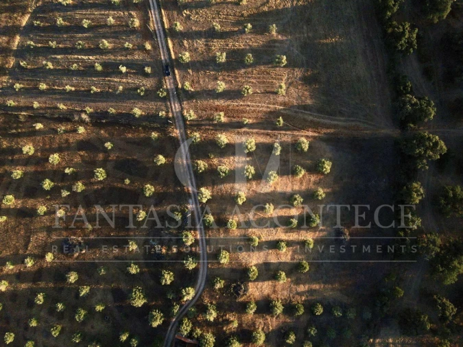 Terreno Misto para Venda em Casa Branca Foto 9