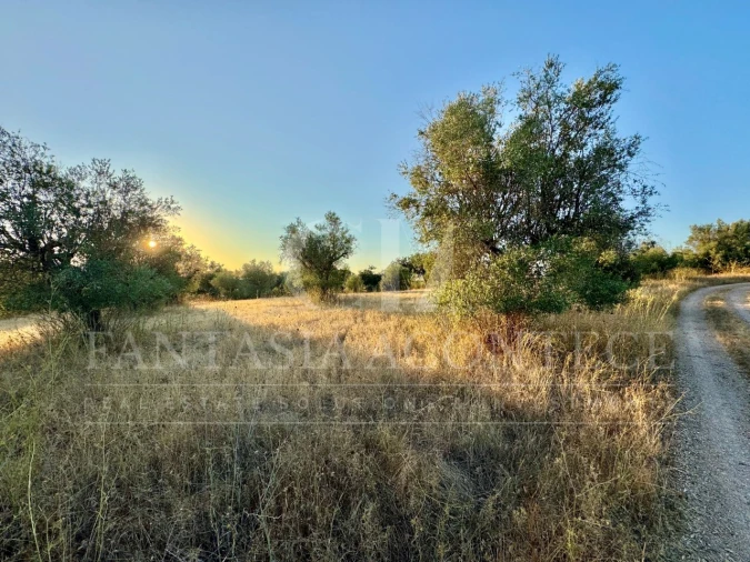 Terreno Misto para Venda em Casa Branca Foto 12