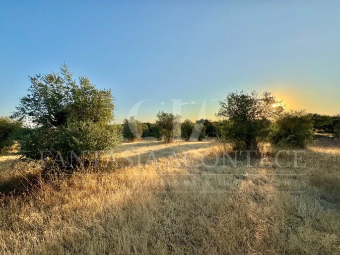 Terreno Misto para Venda em Casa Branca Foto 14