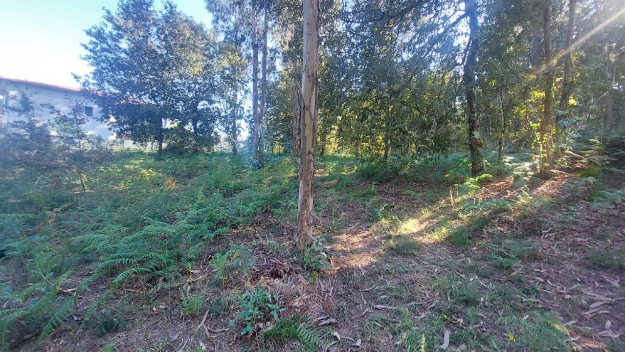 Terreno para Venda em Fiscal Foto 4