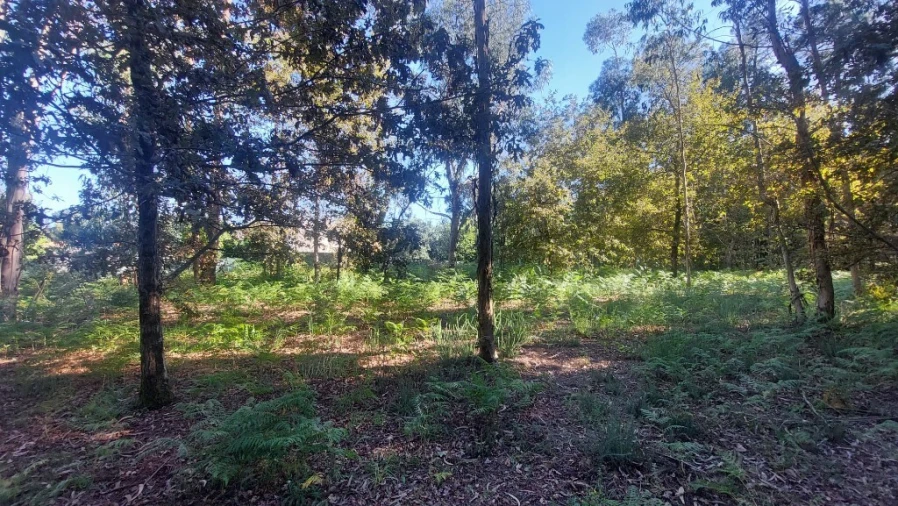 Terreno para Venda em Fiscal Foto 5