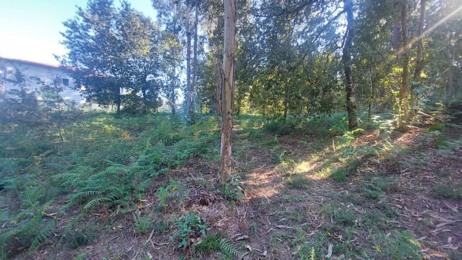 Terreno para Venda em Fiscal Foto 4