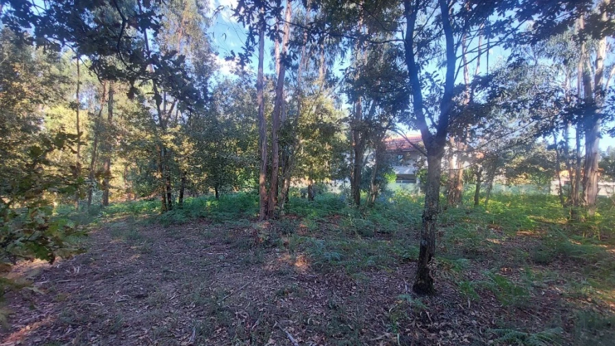 Terreno para Venda em Fiscal Foto 3