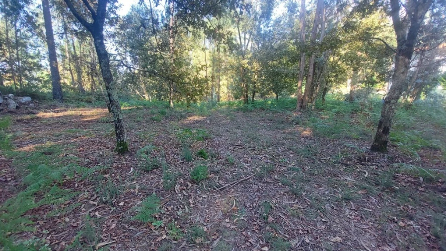 Terreno para Venda em Fiscal Foto 6