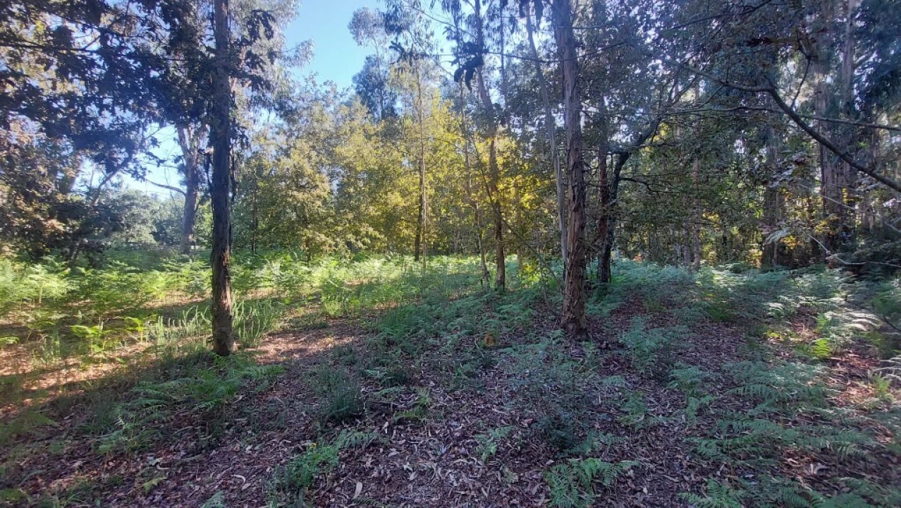 Terreno para Venda em Fiscal Foto 7