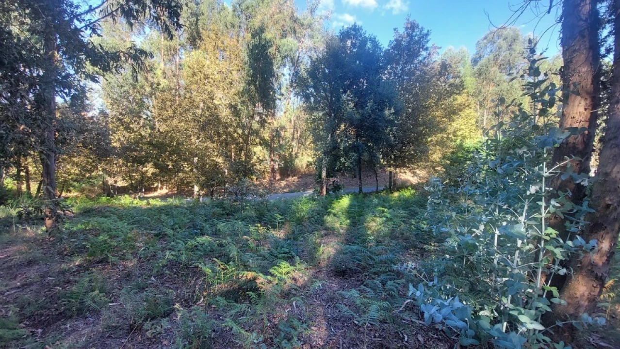 Terreno para Venda em Fiscal Foto 8