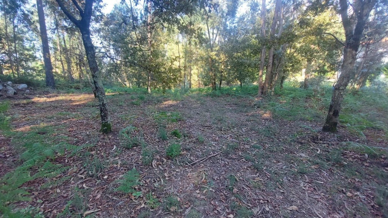 Terreno para Venda em Fiscal Foto 6