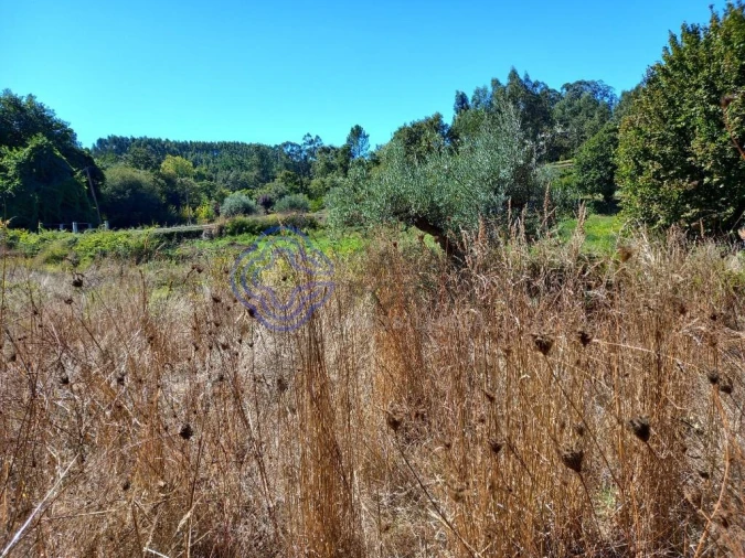 Terreno para Venda em Beco Foto 9