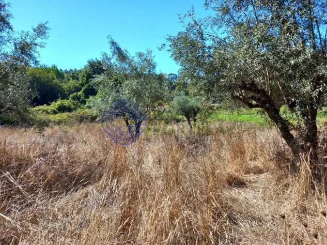 Terreno para Venda em Beco Foto 12
