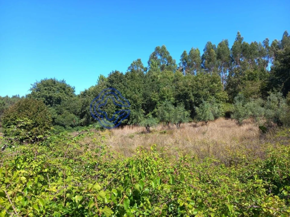 Terreno para Venda em Beco Foto 2