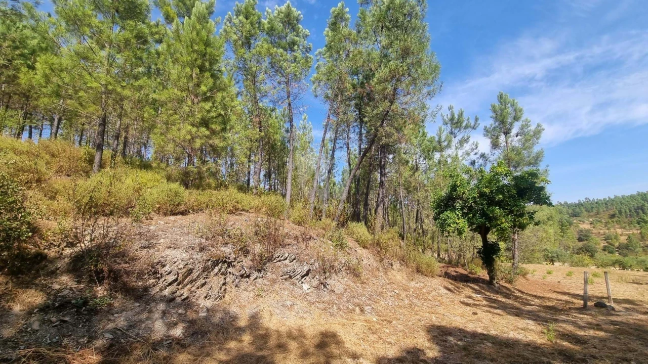 Terreno Agricola ou Rústico para Venda em Santo Andre das Tojeiras Foto 8