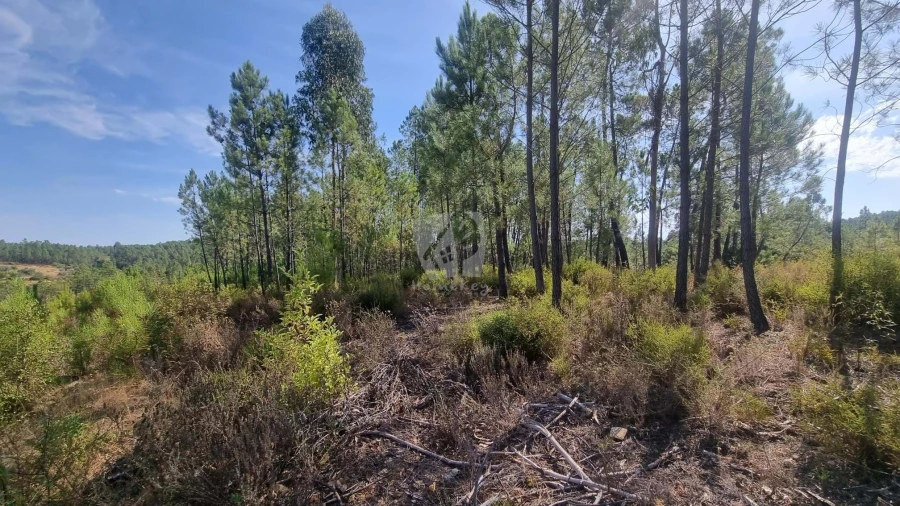 Terreno Agricola ou Rústico para Venda em Santo Andre das Tojeiras Foto 3
