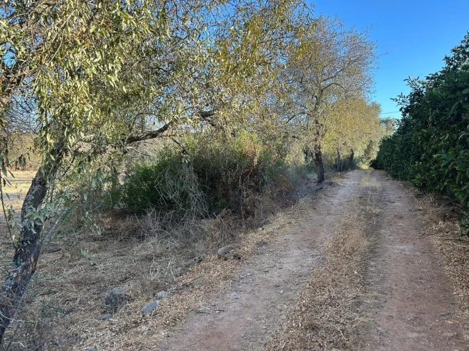 Terreno para Venda em Silves Foto 4