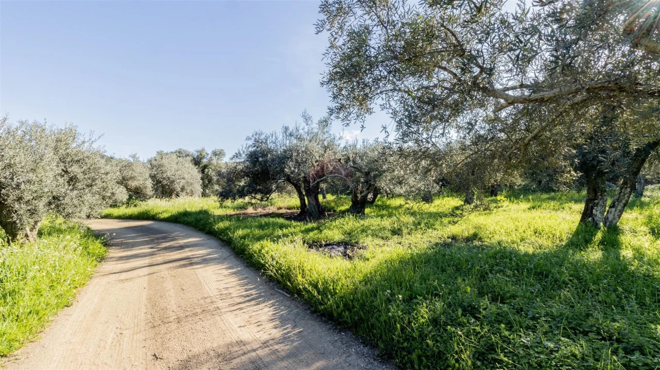 Terreno Agricola ou Rústico para Venda em Alcoutim e Pereiro Foto 2