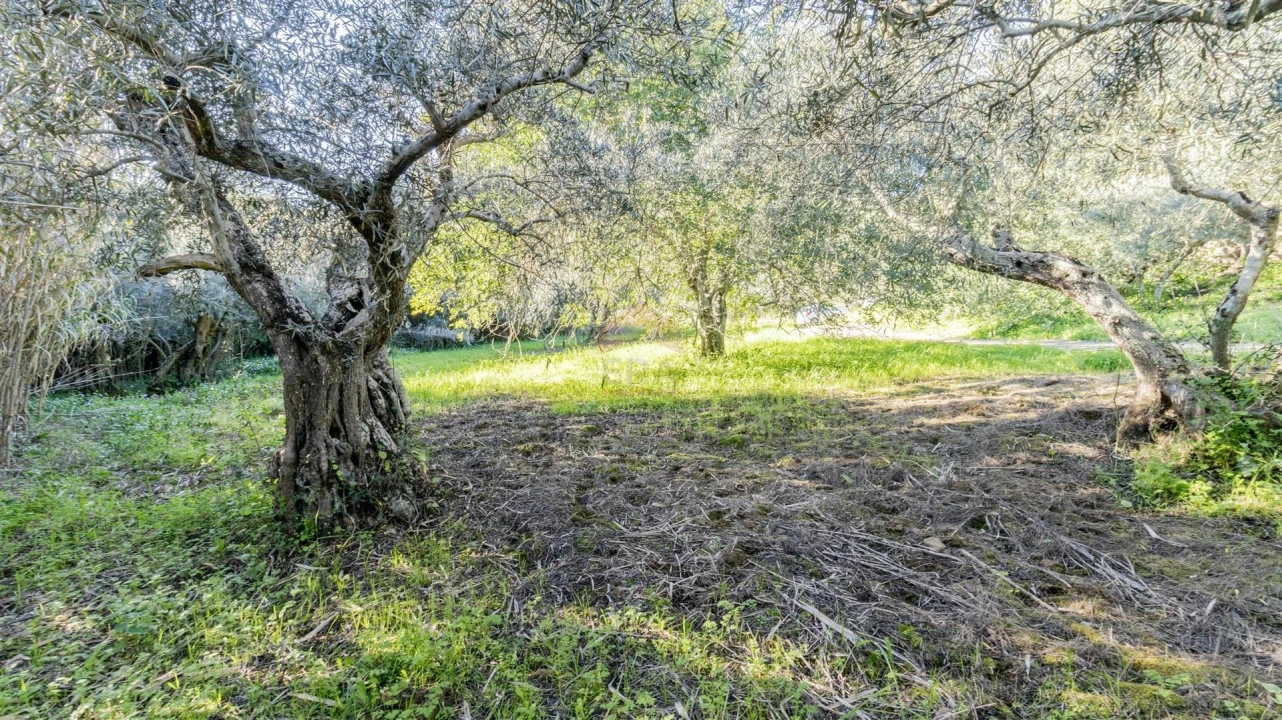 Terreno Agricola ou Rústico para Venda em Alcoutim e Pereiro Foto 4
