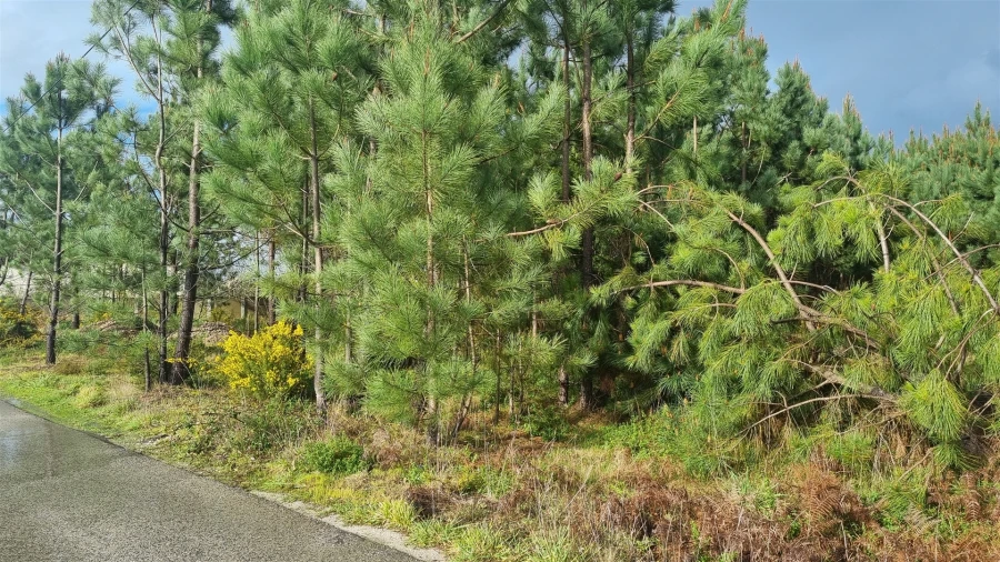Terreno para Venda em Marinha Grande Foto 6