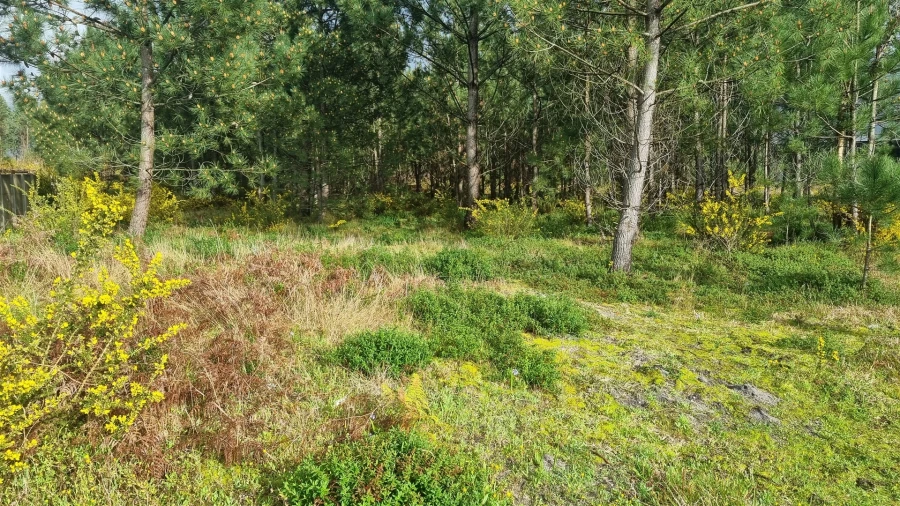 Terreno para Venda em Marinha Grande Foto 23