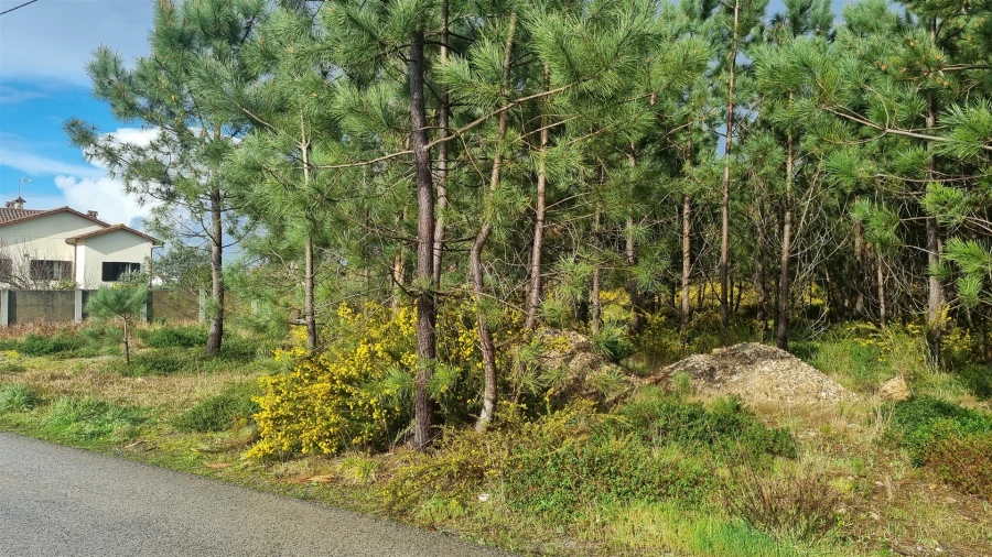 Terreno para Venda em Marinha Grande Foto 9