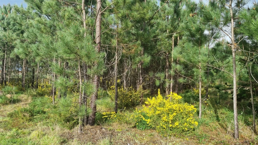 Terreno para Venda em Marinha Grande Foto 7