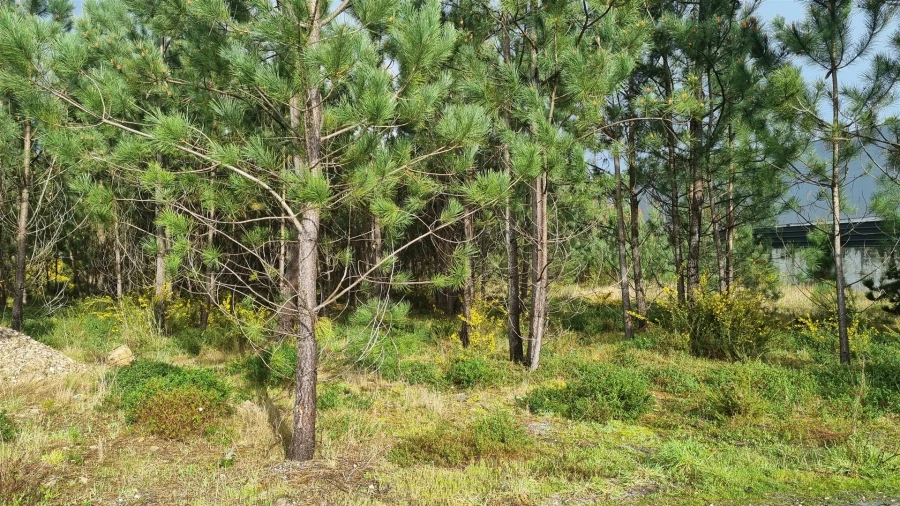 Terreno para Venda em Marinha Grande Foto 13