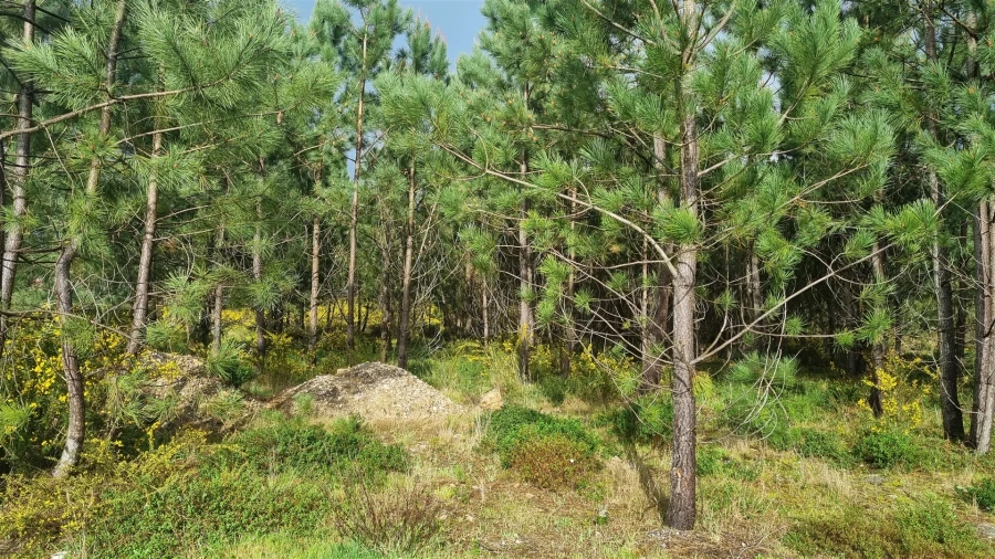 Terreno para Venda em Marinha Grande Foto 10