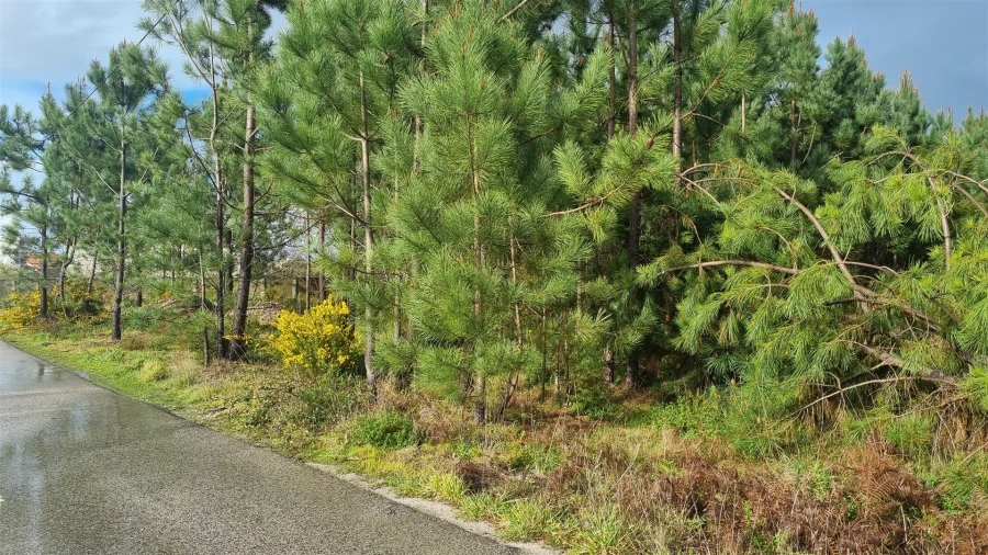 Terreno para Venda em Marinha Grande Foto 4