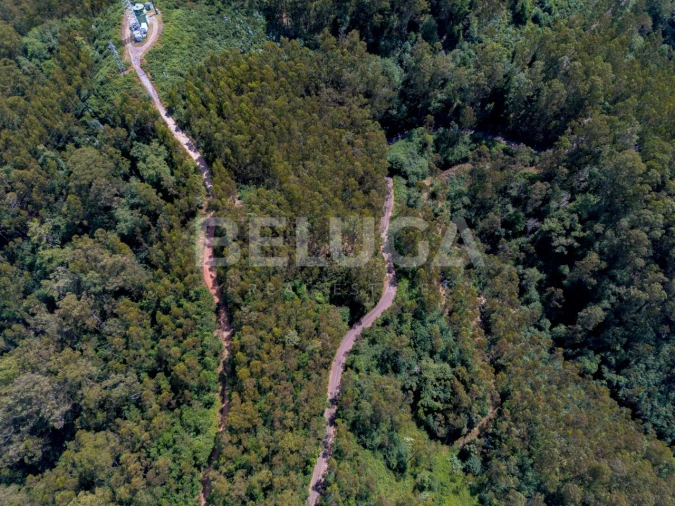 Terreno para Venda em Campanario Foto 14