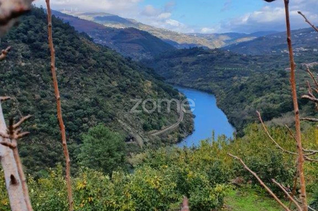 Quinta T12 para Venda em São Martinho de Mouros Foto 8