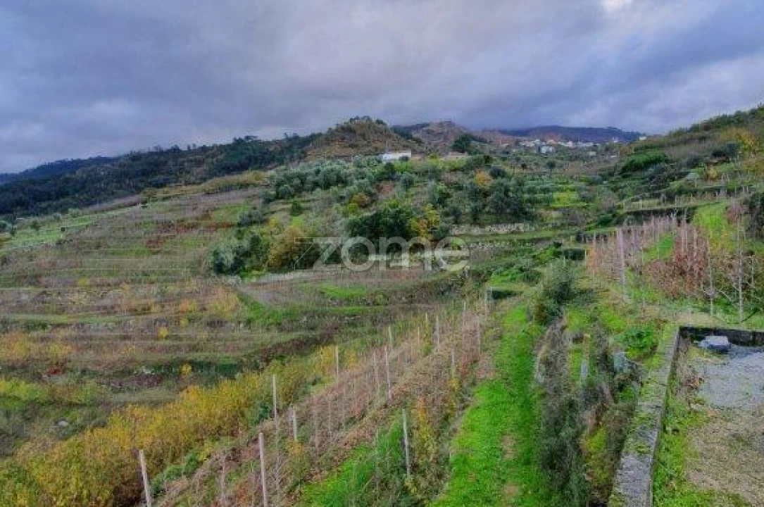 Quinta T12 para Venda em São Martinho de Mouros Foto 11