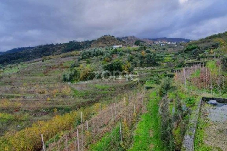 Quinta T12 para Venda em São Martinho de Mouros Foto 11